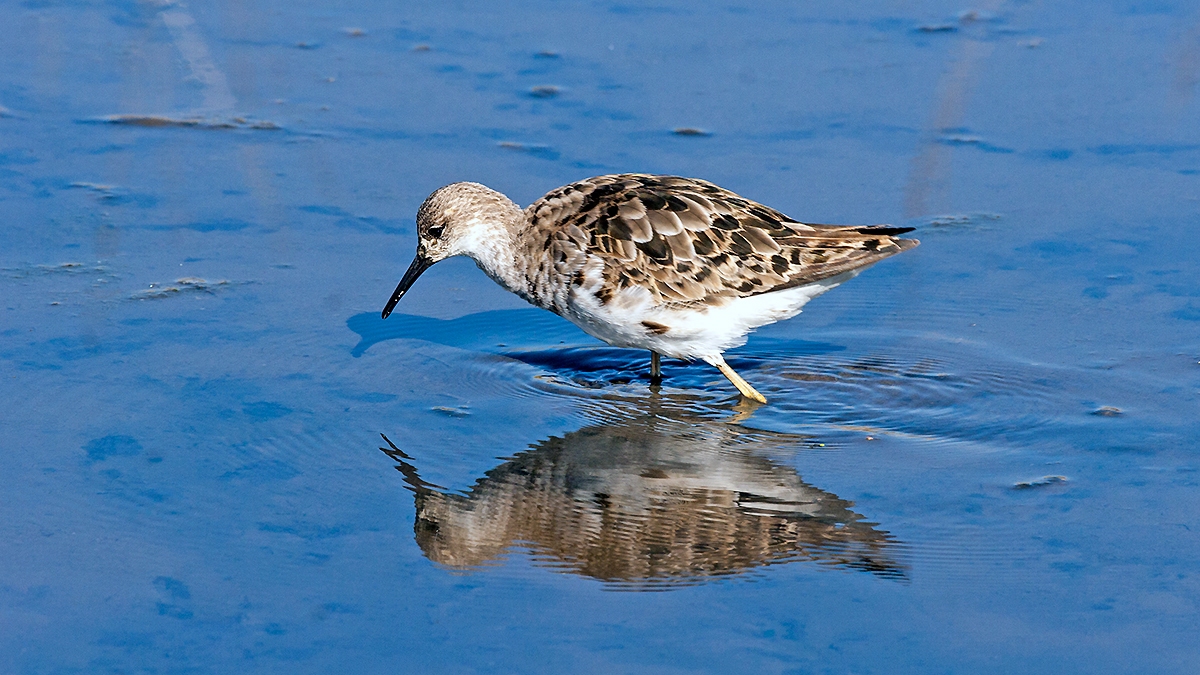 Ruff [Calidris pugnax]