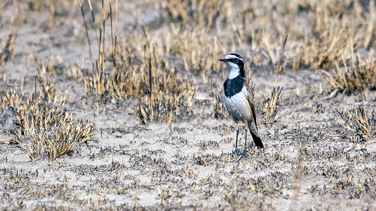 Capped Wheatear [Oenanthe pileata pileata]