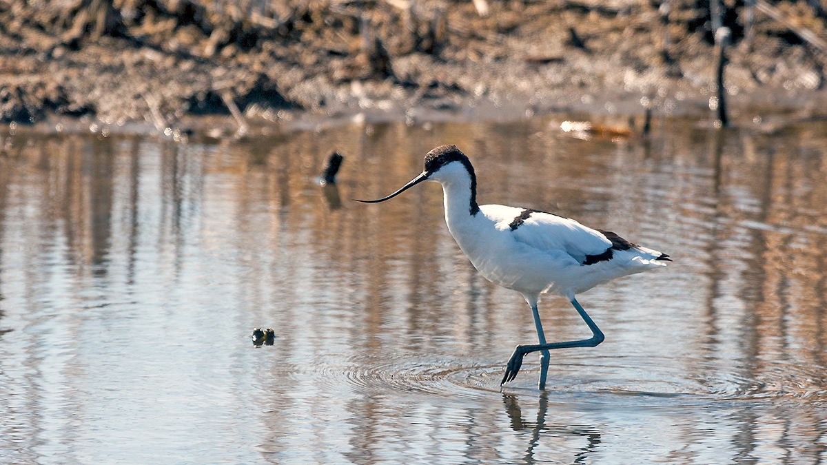 Pied Avocet [Recurvirostra avosetta]