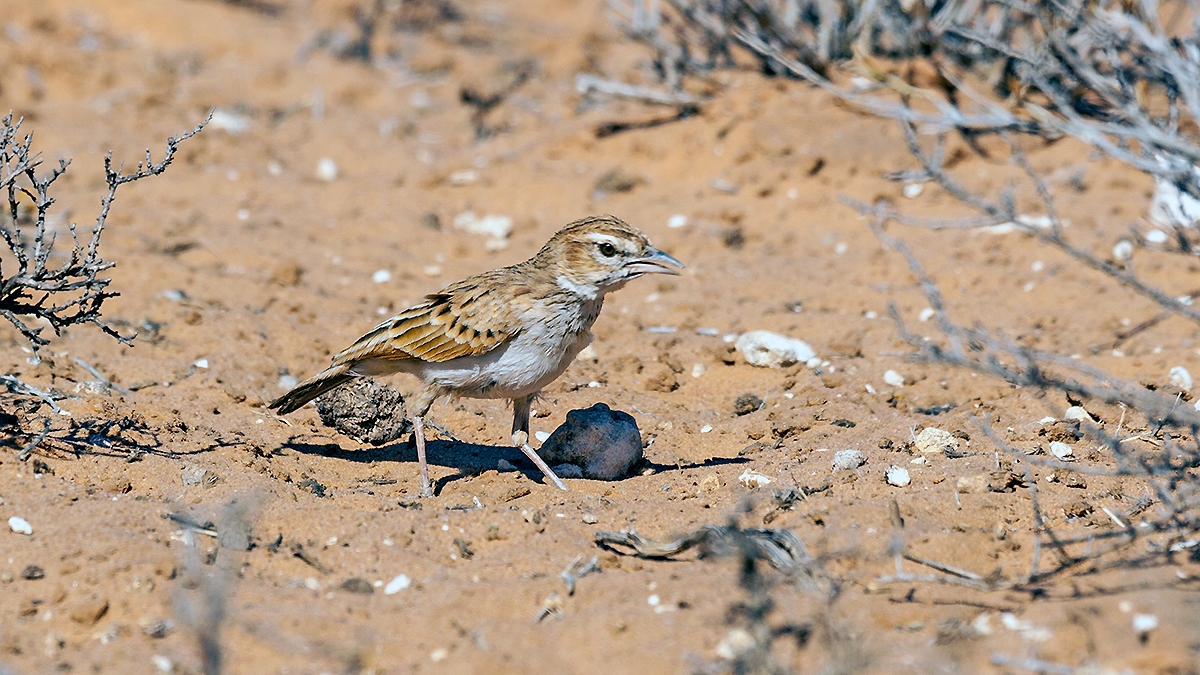 Fawn-colored Lark [Calendulauda africanoides harei]