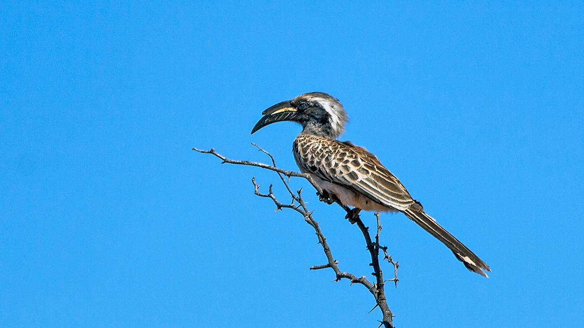 African Grey Hornbill [Lophoceros nasutus epirhinus]
