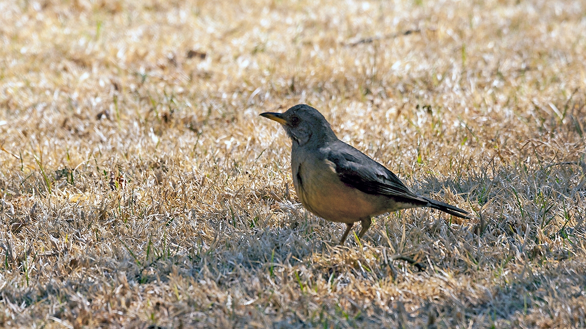 Olive Thrush [Turdus olivaceus culminans]