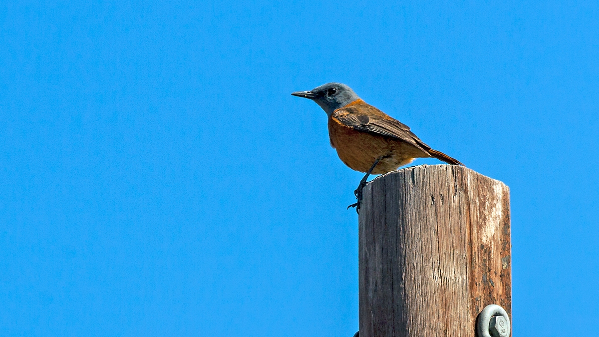 Cape Rock Thrush [Monticola rupestris]