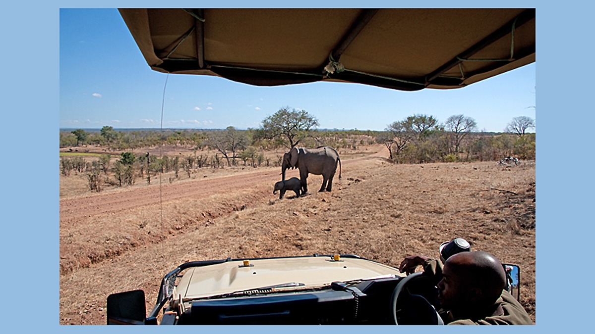 Game viewing on an afternoon drive