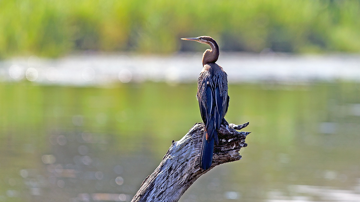 African Darter [Anhinga rufa rufa]