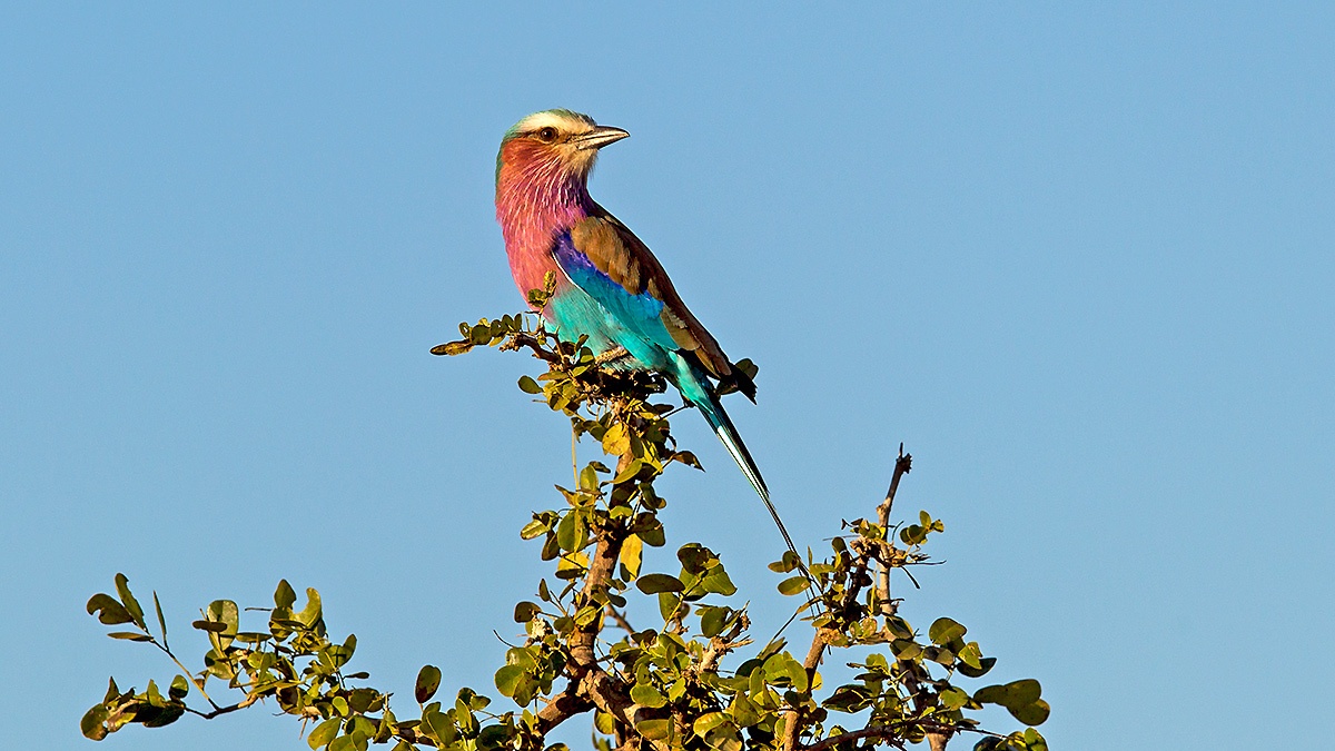 Lilac-breasted Roller [Coracias caudatus caudatus]
