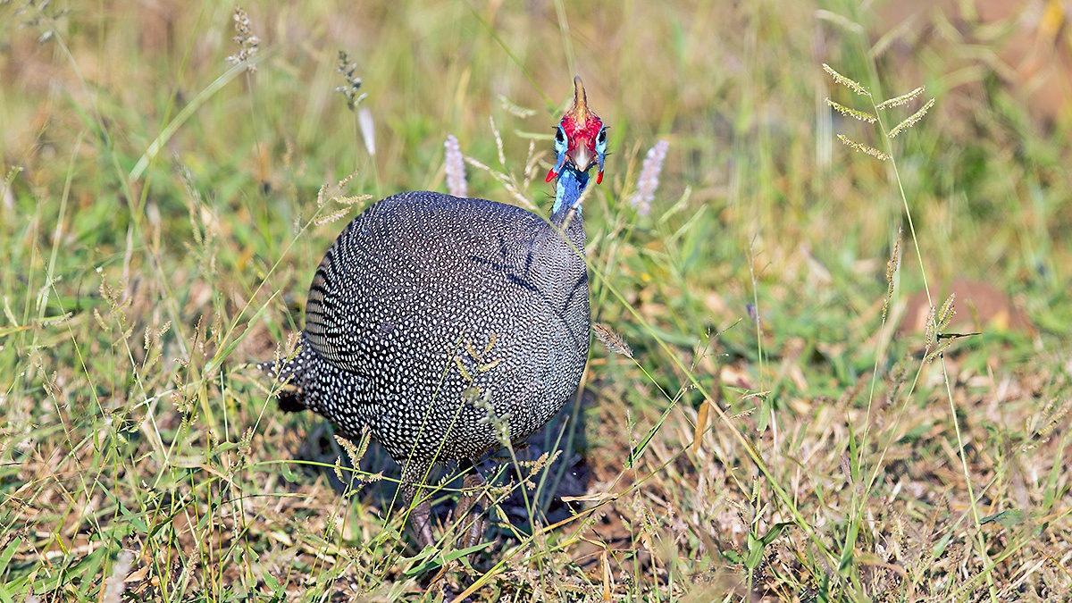 Helmeted Guineafowl [Numida meleagris coronatus]