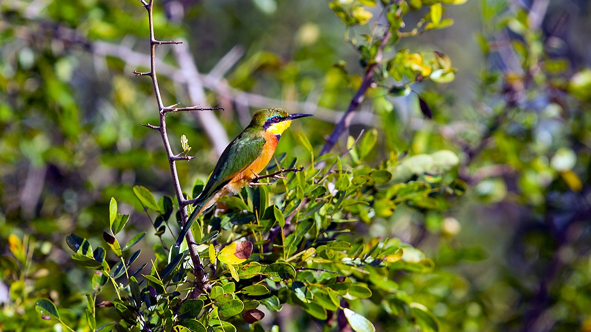 Little Bee-eater [Merops pusillus meridionalis]