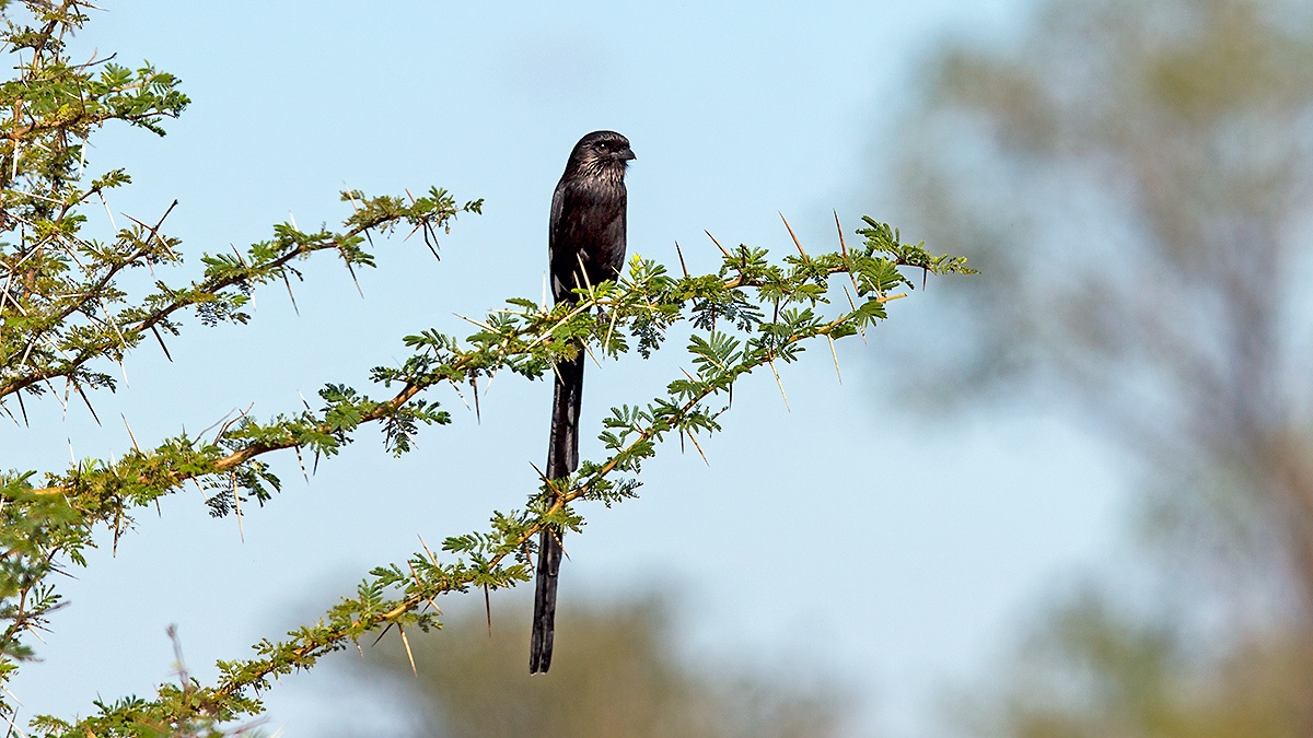 Magpie Shrike [Urolestes melanoleucus expressus]