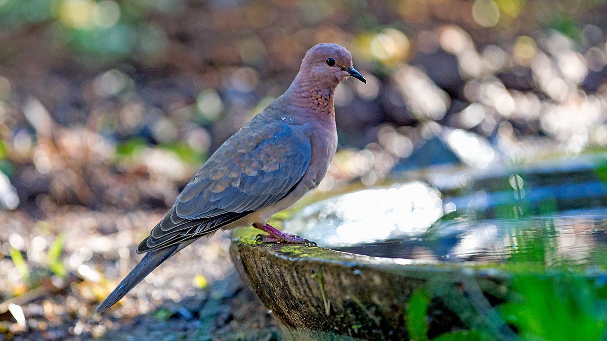Laughing Dove [Spilopelia senegalensis senegalensis]