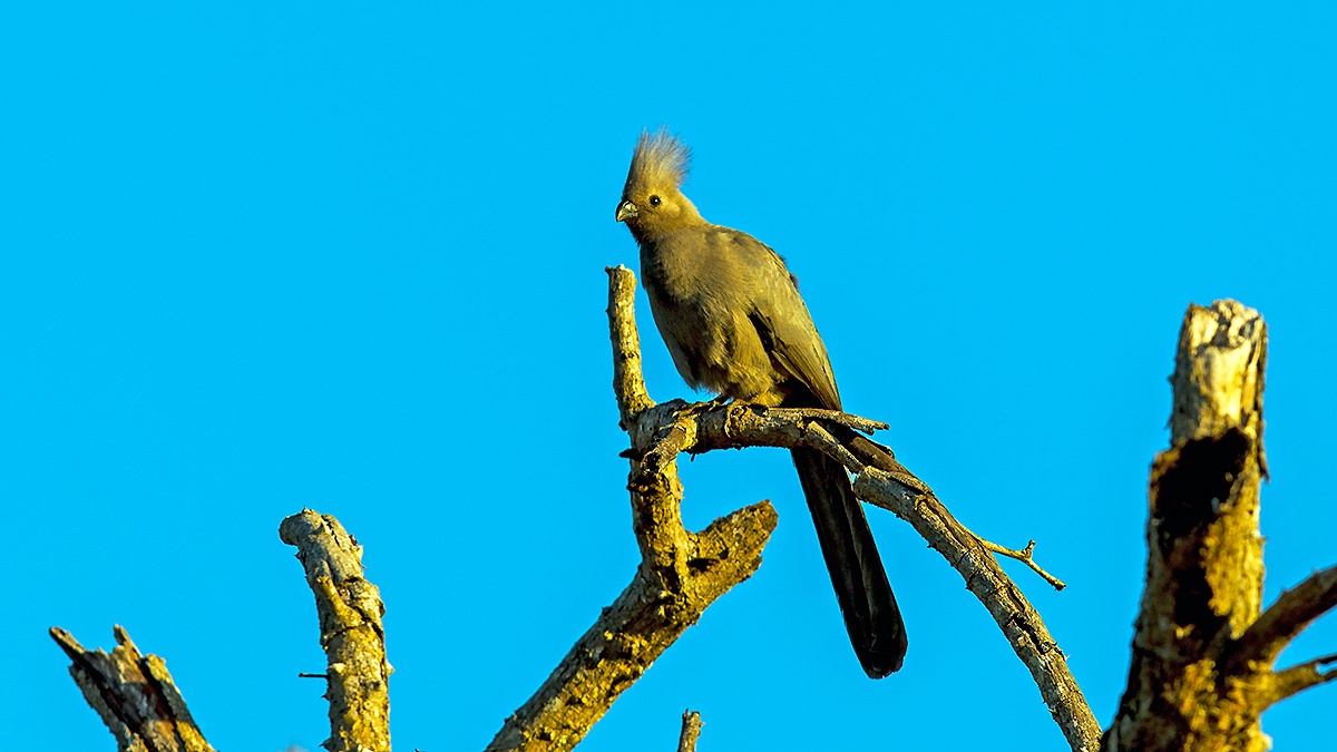 Grey Go-away-bird [Corythaixoides concolor concolor]