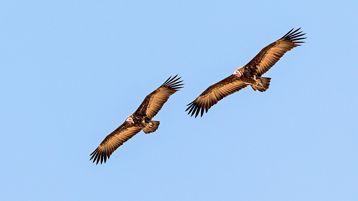 White-headed Vulture [Trigonoceps occipitalis]