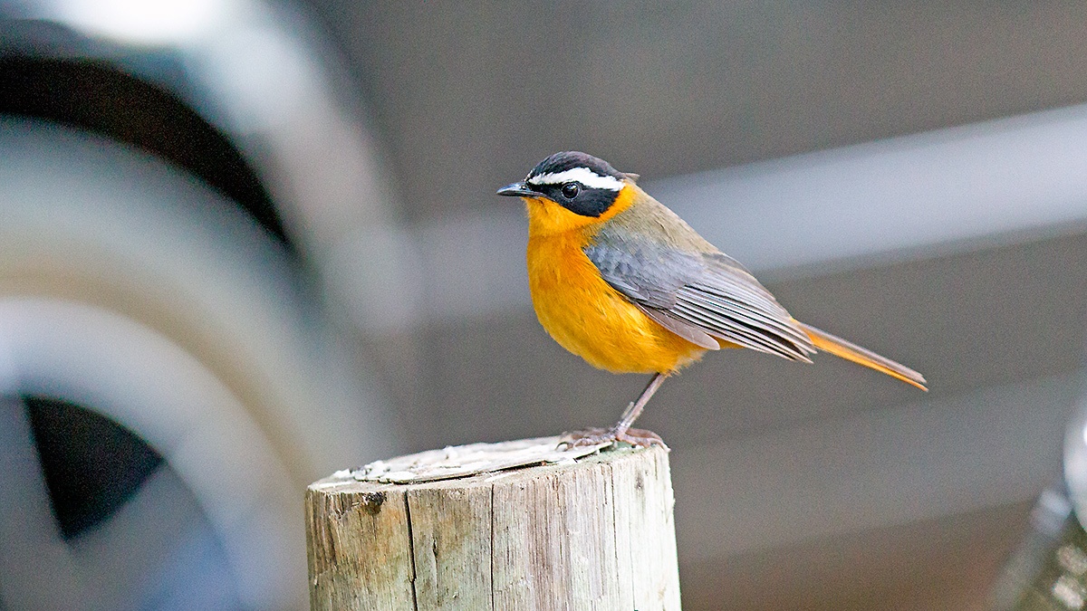 White-browed Robin-Chat [Cossypha heuglini heuglini]