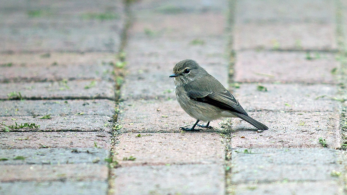 African Dusky Flycatcher [Muscicapa adusta adusta]