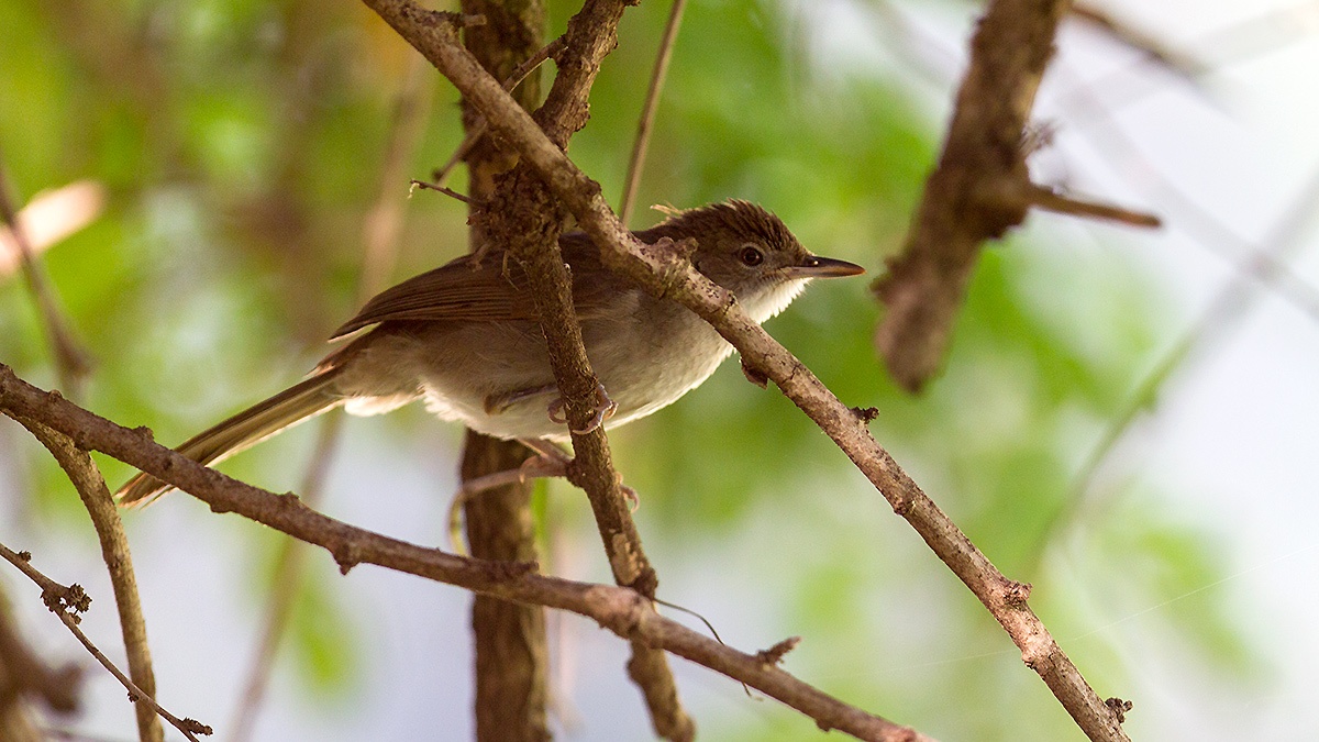 Terrestrial Brownbul [Phyllastrephus terrestris terrestris]