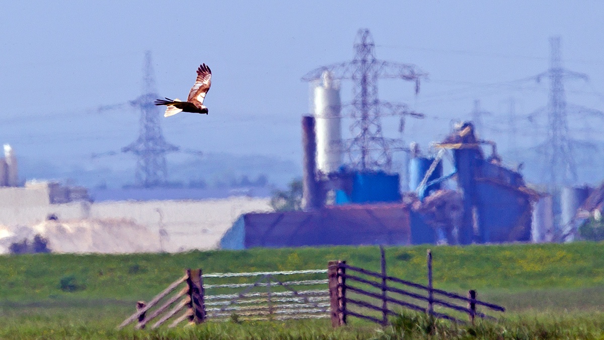 Western Marsh Harrier [Circus aeruginosus aeruginosus]