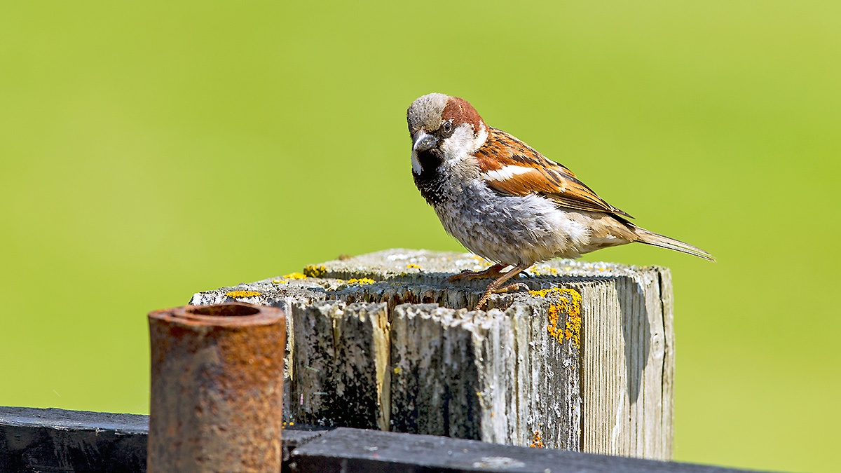 House Sparrow [Passer domesticus domesticus]