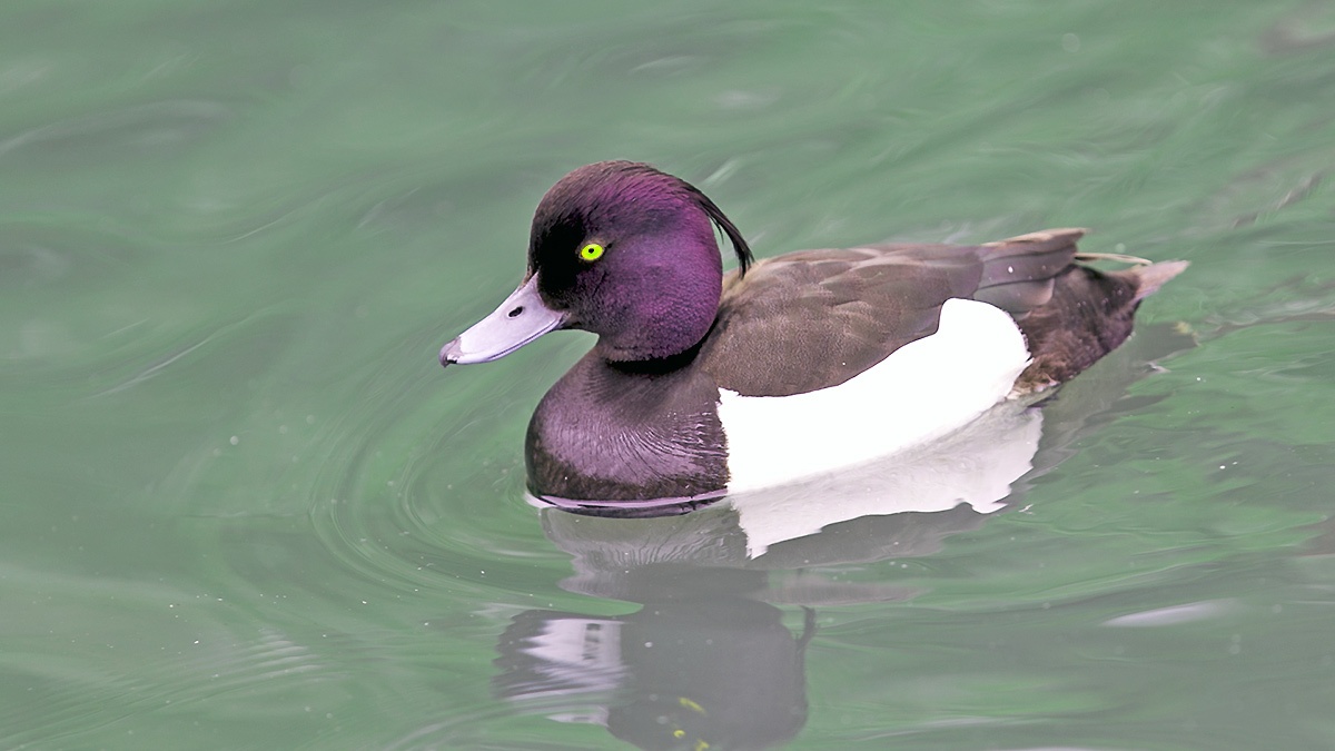 Tufted Duck [Aythya fuligula]
