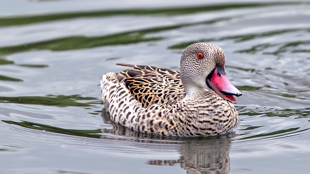 Cape Teal [Anas capensis]