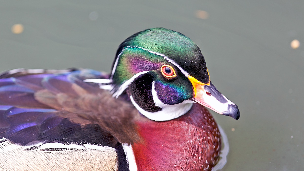 Wood Duck [Aix sponsa]