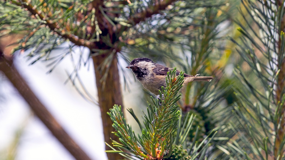 Coal Tit [Periparus ater britannicus]