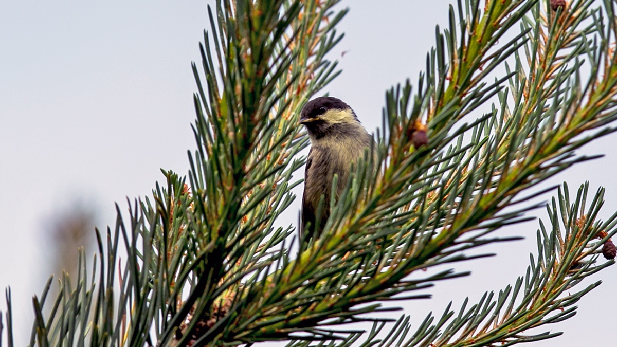 Coal Tit [Periparus ater britannicus]