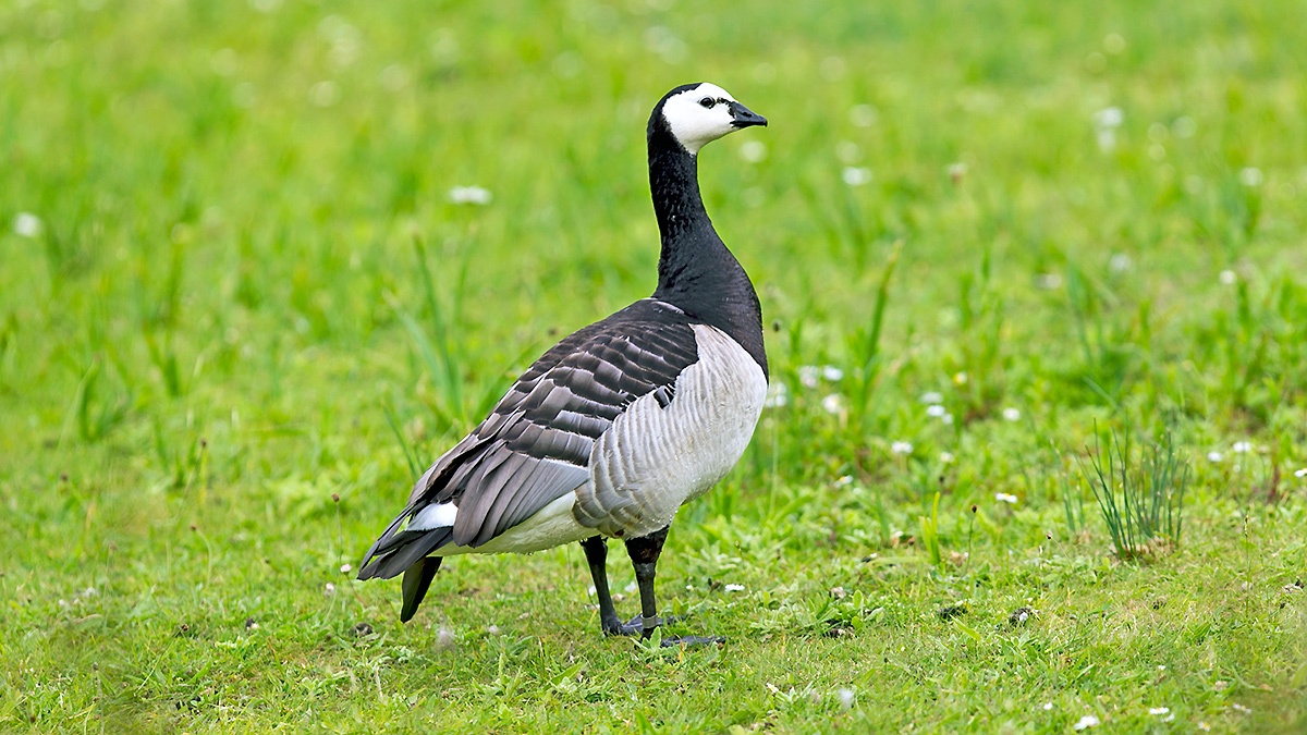 Barnacle Goose [Branta leucopsis]