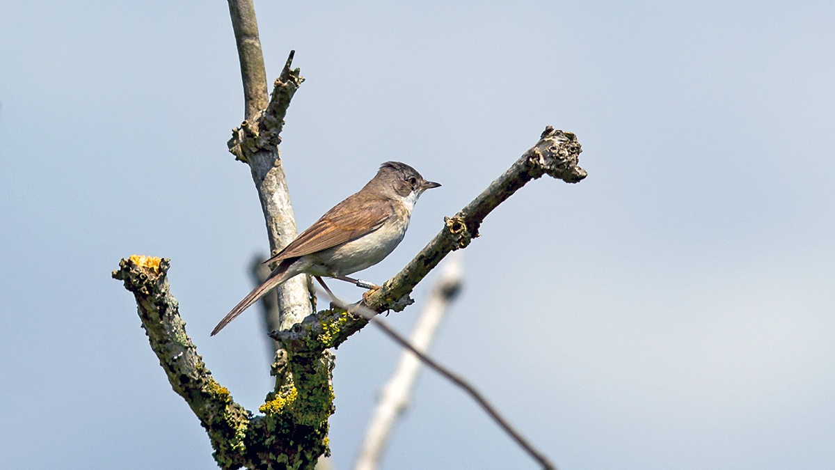 Common Whitethroat [Curruca communis communis]