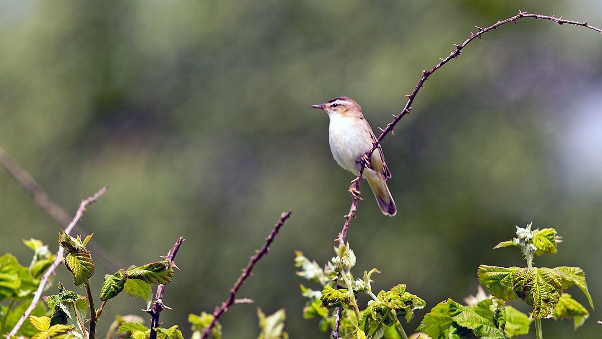 Sedge Warbler [Acrocephalus schoenobaenus]