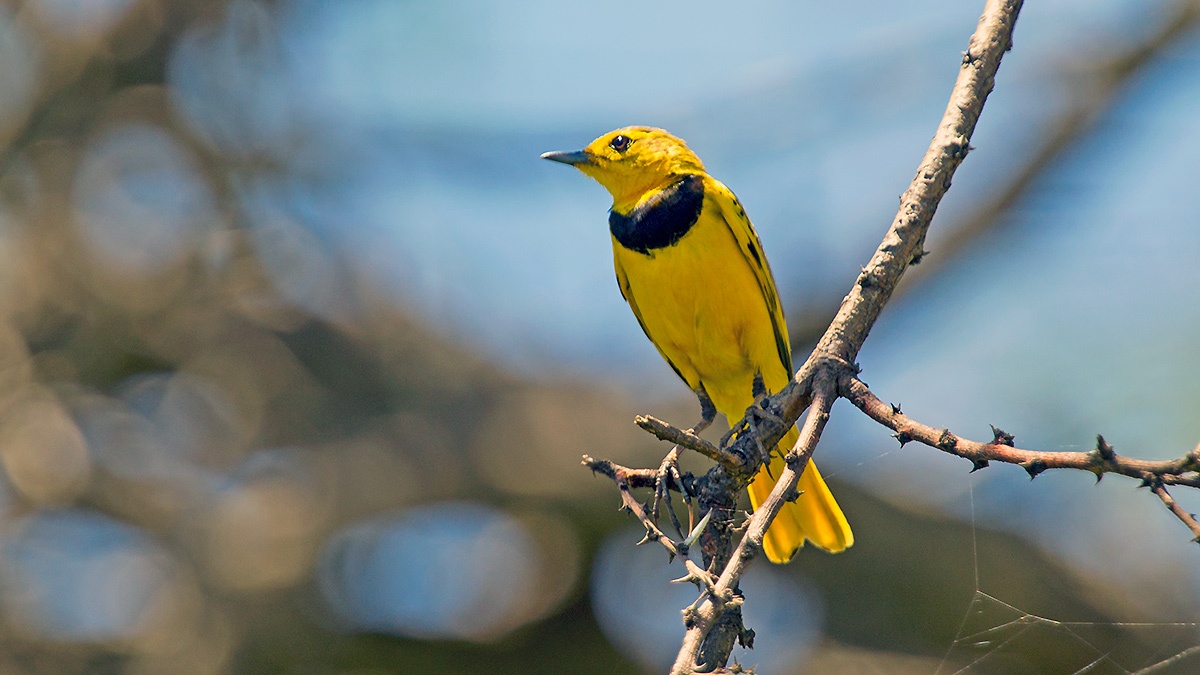 Golden Pipit [Tmetothylacus tenellus]
