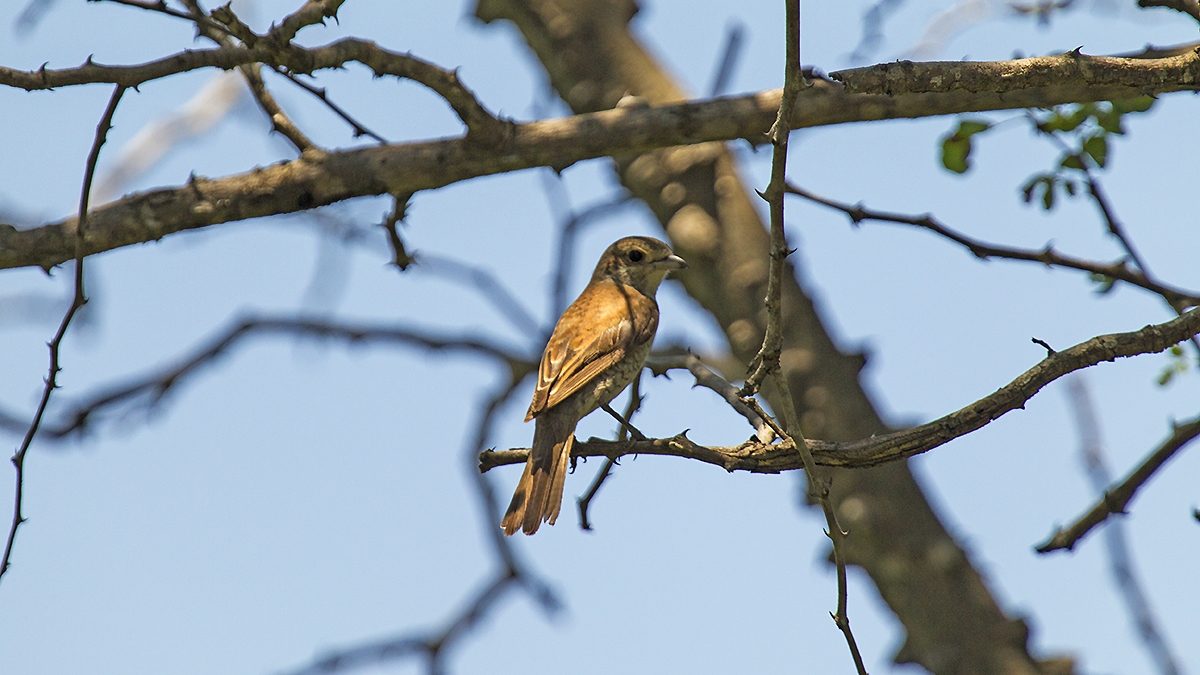 Red-backed Shrike [Lanius collurio]