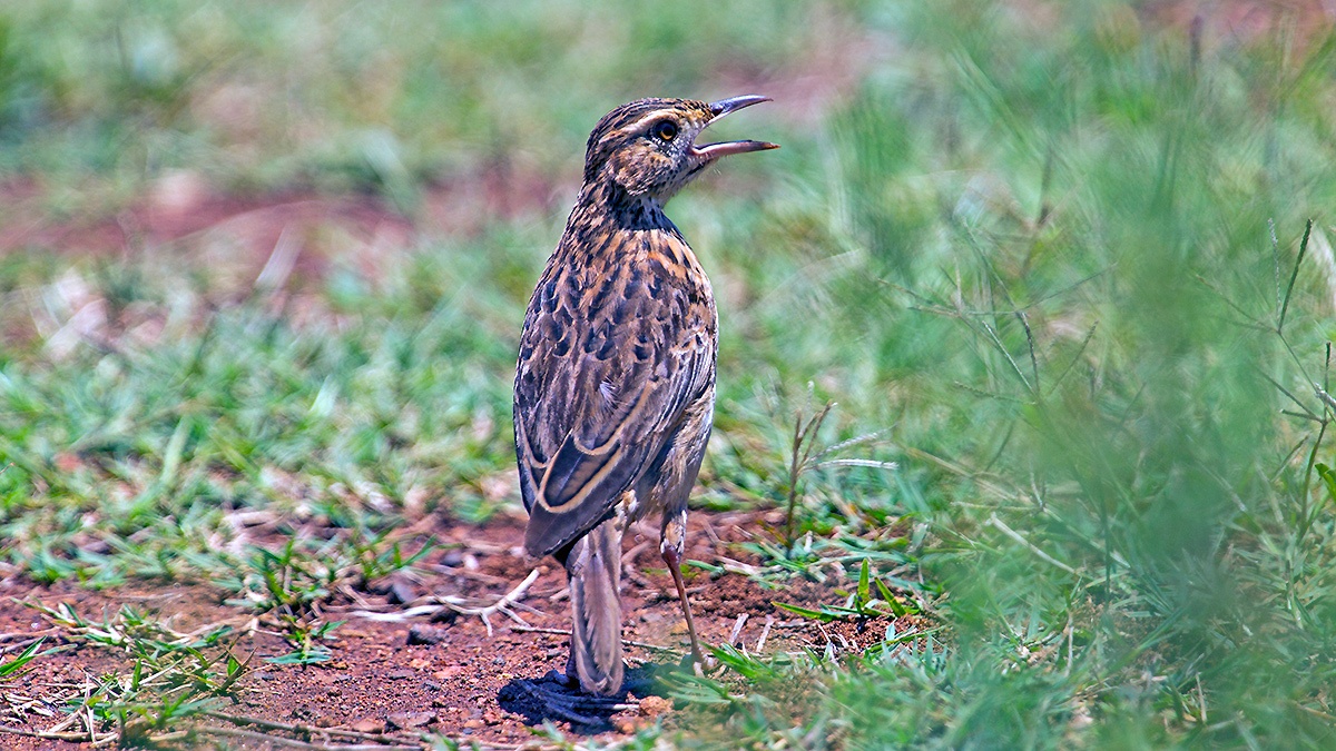 African Pipit [Anthus cinnamomeus rufuloides]