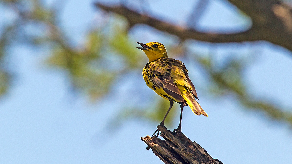 Golden Pipit [Tmetothylacus tenellus]