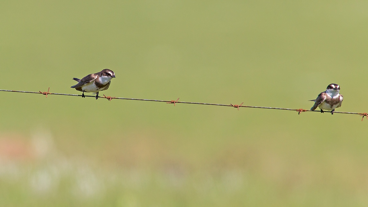 Banded Martin [Neophedina cincta]