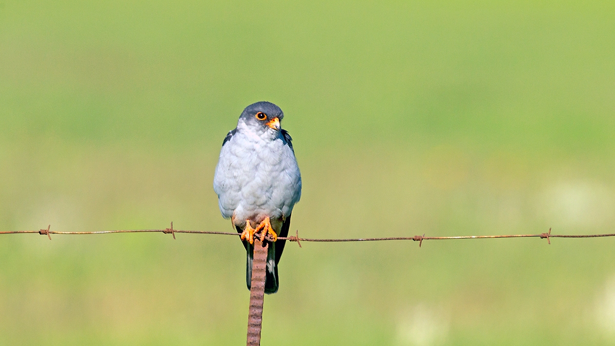 Amur Falcon [Falco amurensis]