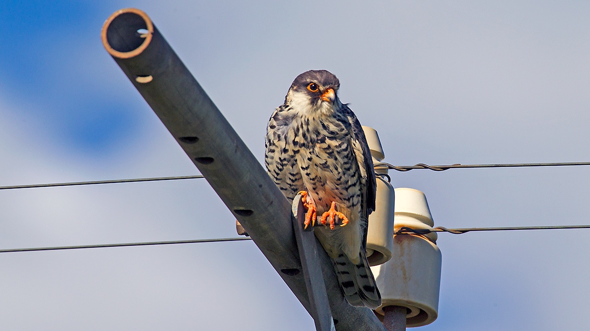 Amur Falcon [Falco amurensis]