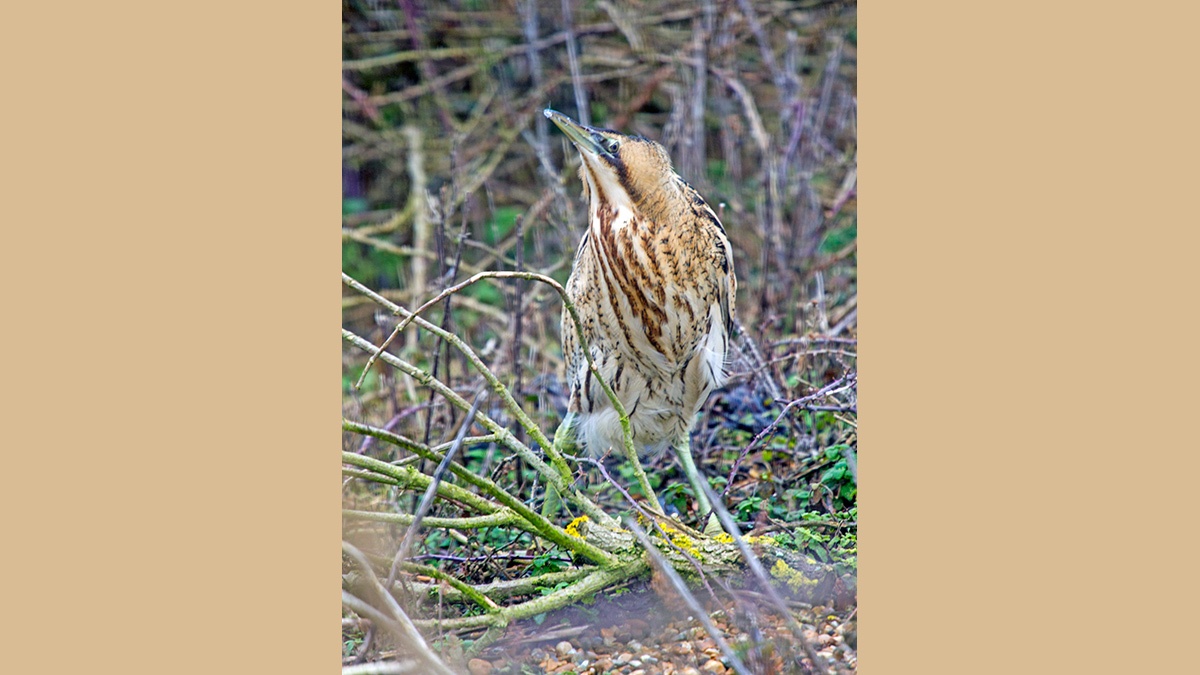 Eurasian Bittern [Botaurus stellaris stellaris]