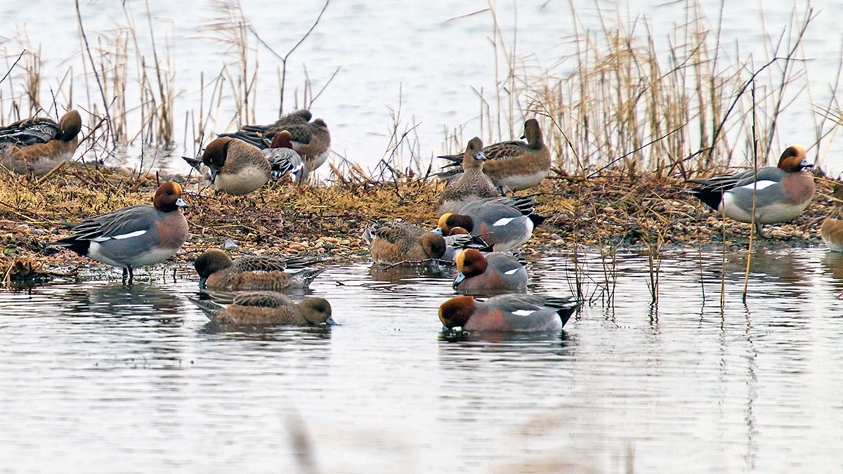 Eurasian Wigeon [Mareca penelope]