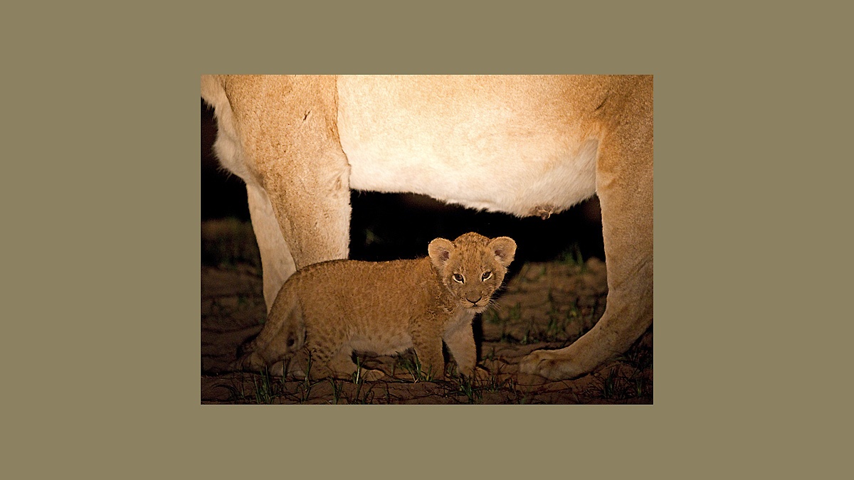 Lion [Panthera leo melanochaita]