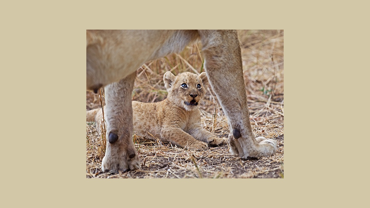 Lion [Panthera leo melanochaita]
