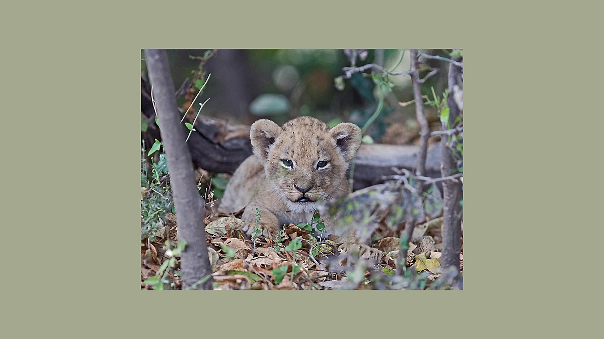 Lion [Panthera leo melanochaita]