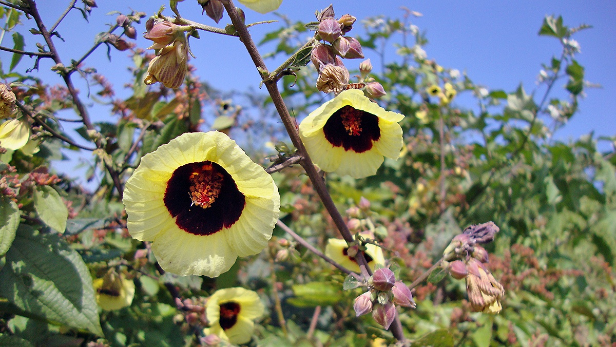 Hibiscus flowers [Hibiscus sterculiifolius?]