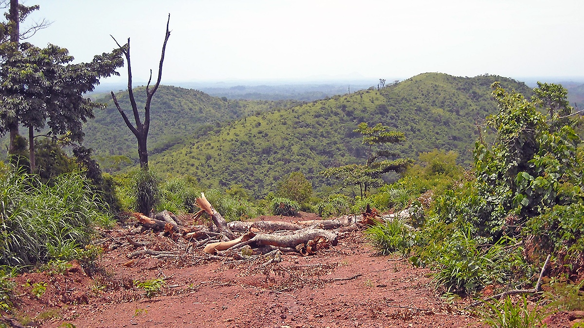 Secondary forest and scrub