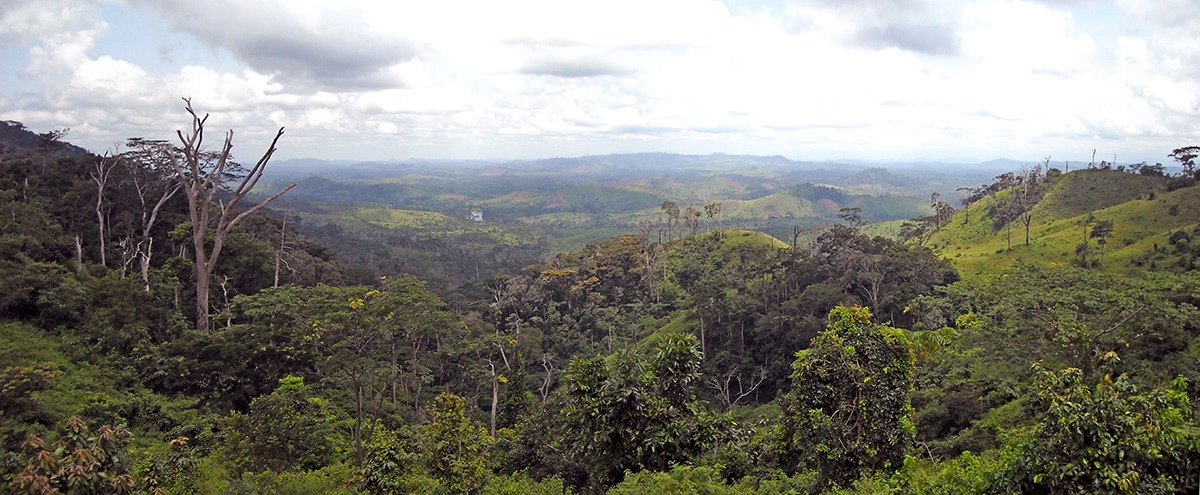 Primary forest remnant