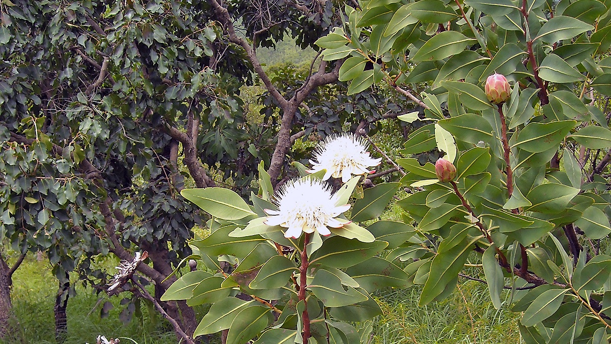 Tall Woodland Sugarbush [Protea madiensis occidentalis]