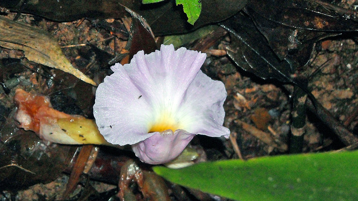 African Ginger [Siphonochilus aethiopicus]