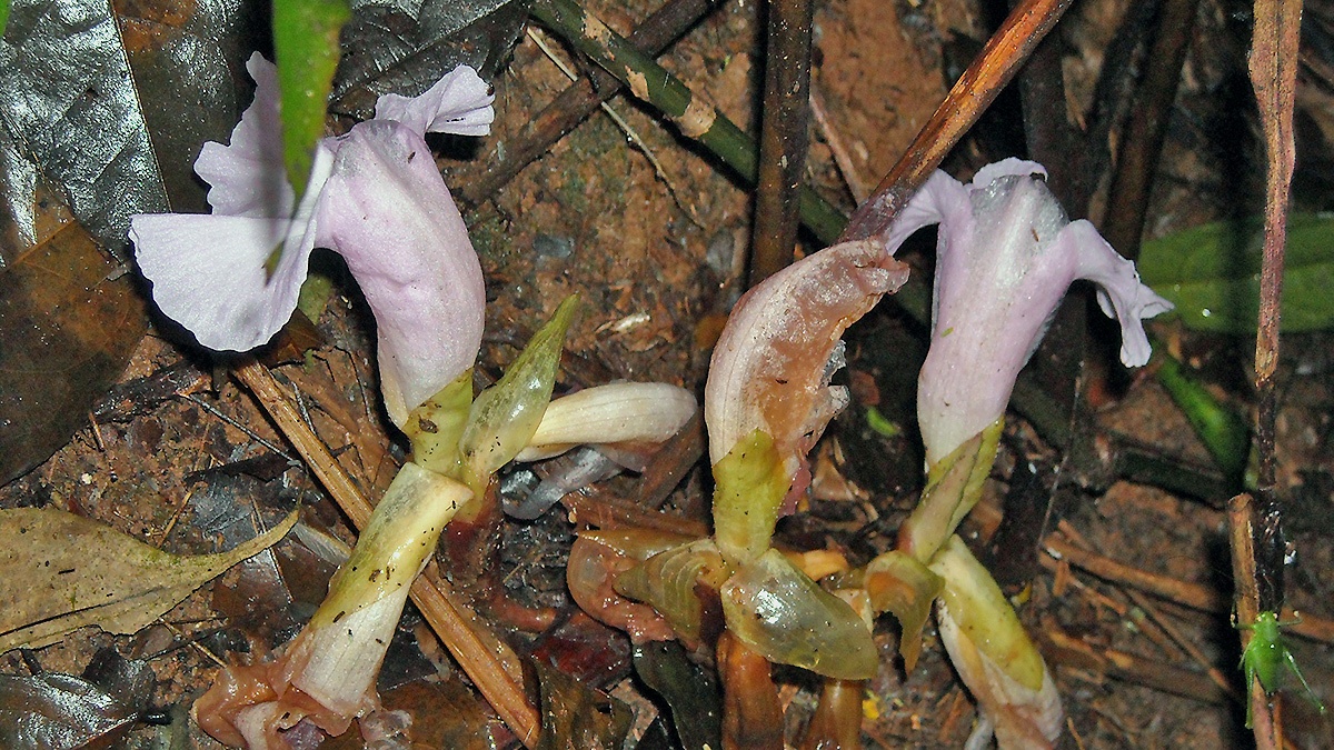 African Ginger [Siphonochilus aethiopicus]