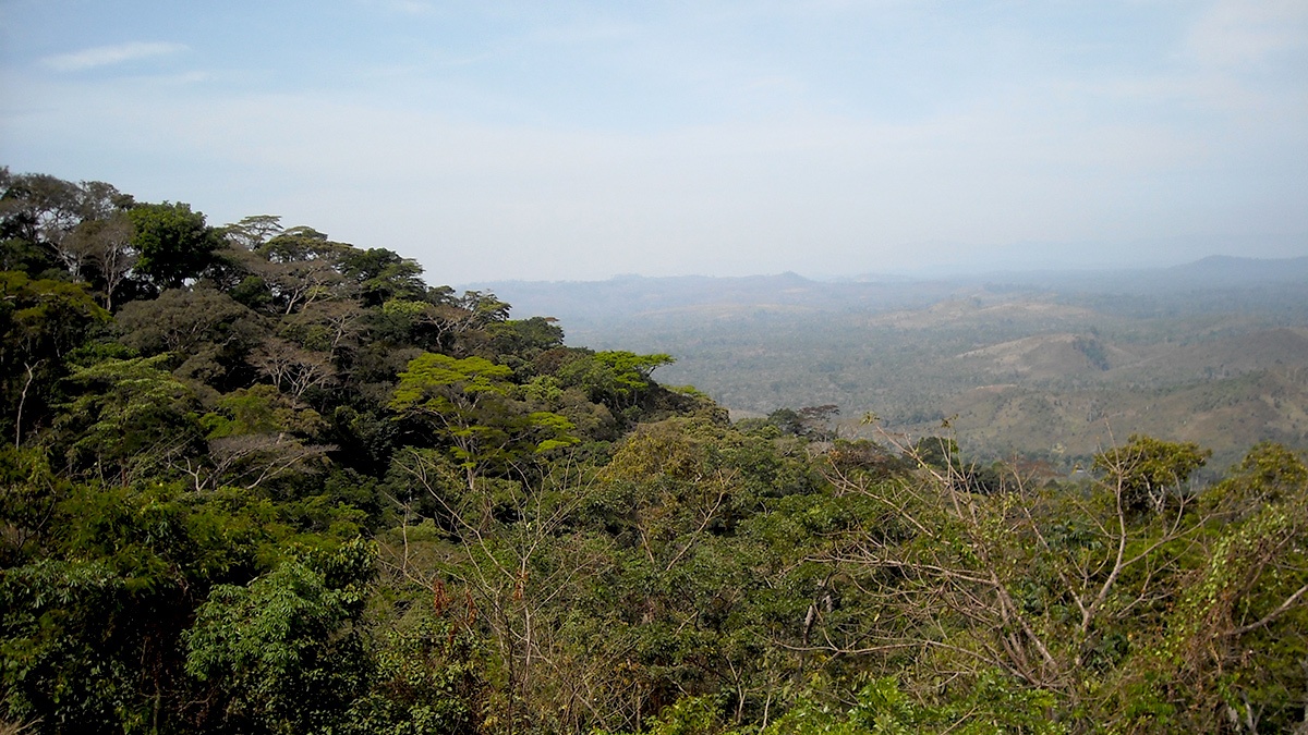 Pocket of primary forest seen from drill site