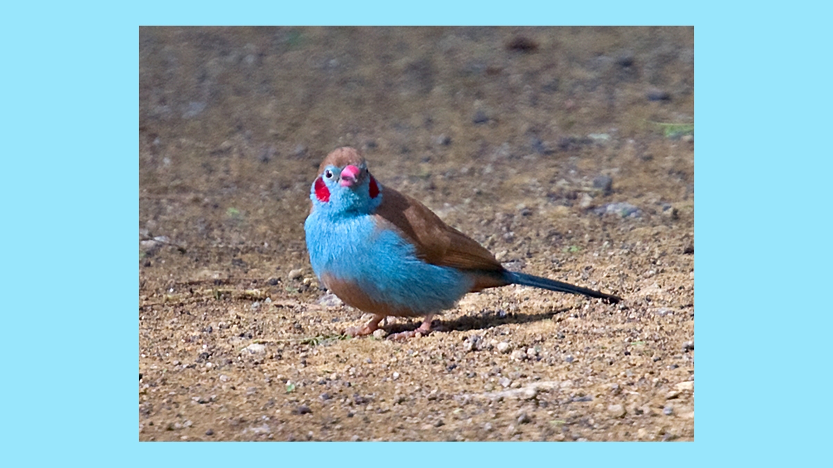 Red-cheeked Cordon-bleu [Uraeginthus bengalus ugogensis]