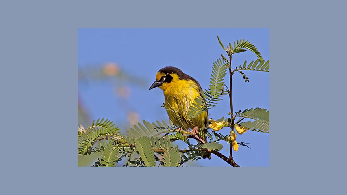 Baglafecht Weaver [Ploceus baglafecht reichenowi]